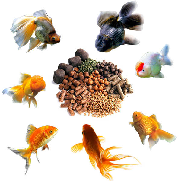 This line is designed for making commercial pellets from fish mealand corn maize grains and so on and final pellets with different shapes unique flavor rich nutrients and fine texture are widely used as fish.